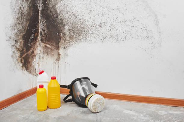 Best Mold Remediation  in Cortland, OH
