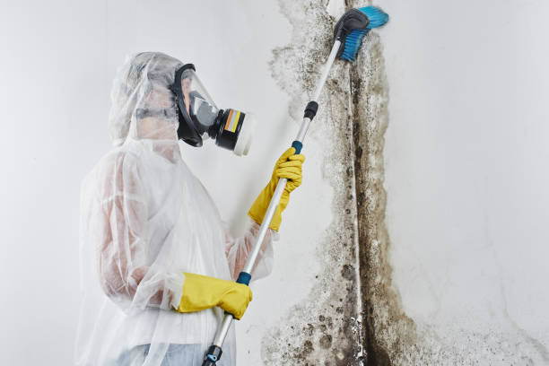 Best Mold Remediation  in Cortland, OH