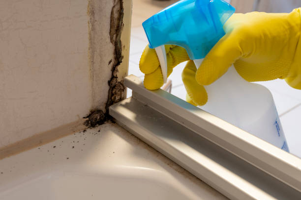 Best Office Mold Removal Services  in Cortland, OH