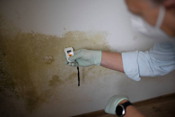 Best Professional Mold Removal  in Cortland, OH