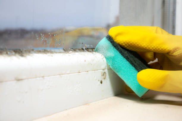 Best Mold Removal Specialists  in Cortland, OH