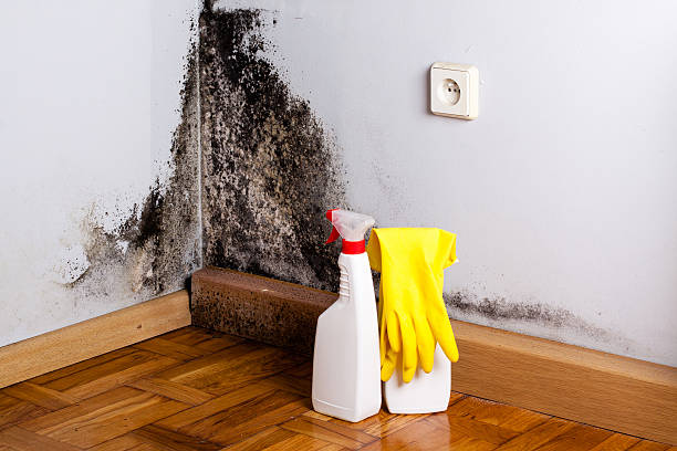 Professional Mold Removal in Cortland, OH