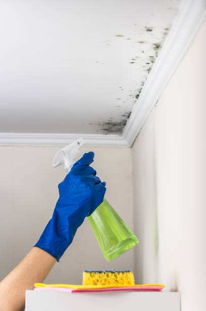 Best Professional Mold Removal  in Cortland, OH