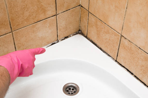 Best Black Mold Removal  in Cortland, OH