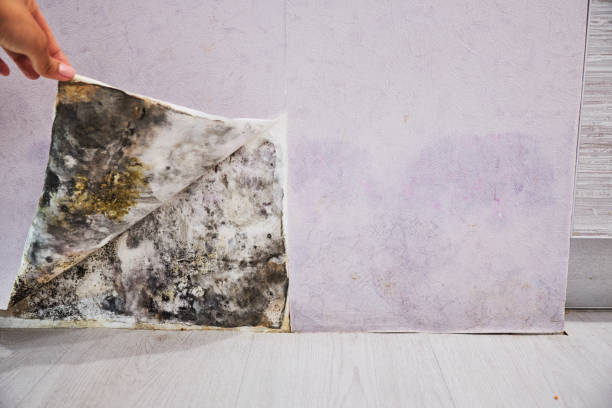 Best Affordable Mold Removal  in Cortland, OH